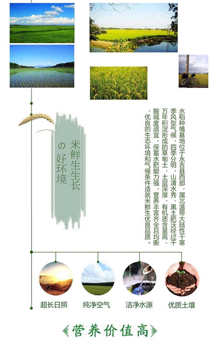 滋养米_05.jpg